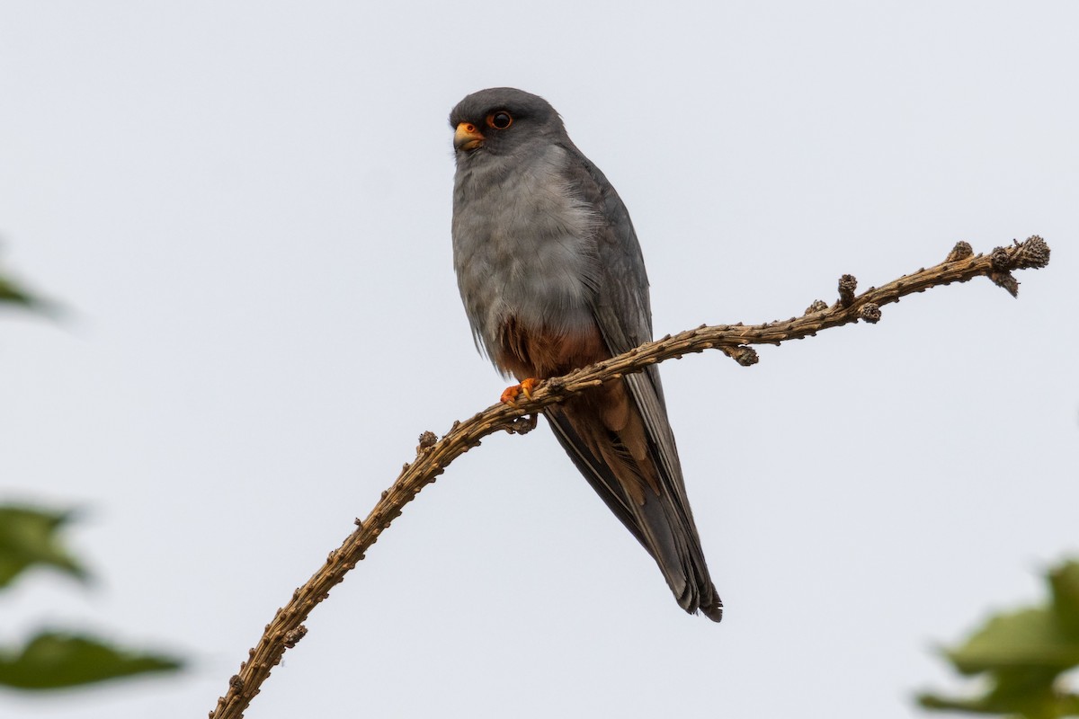 Red-footed Falcon - ML620372316