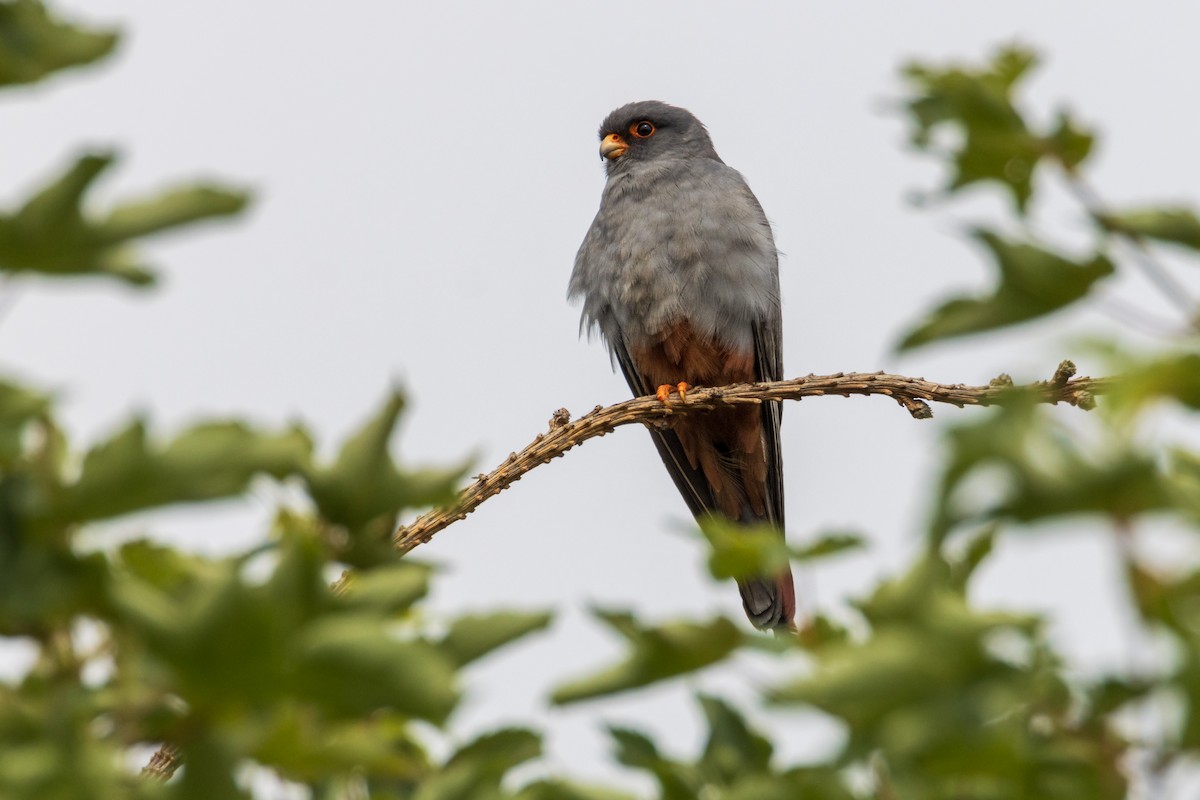 Red-footed Falcon - ML620372317
