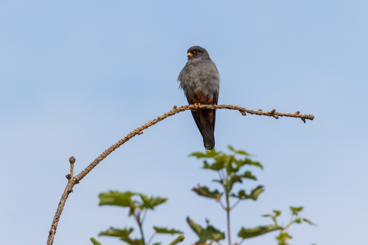 Red-footed Falcon - ML620372319