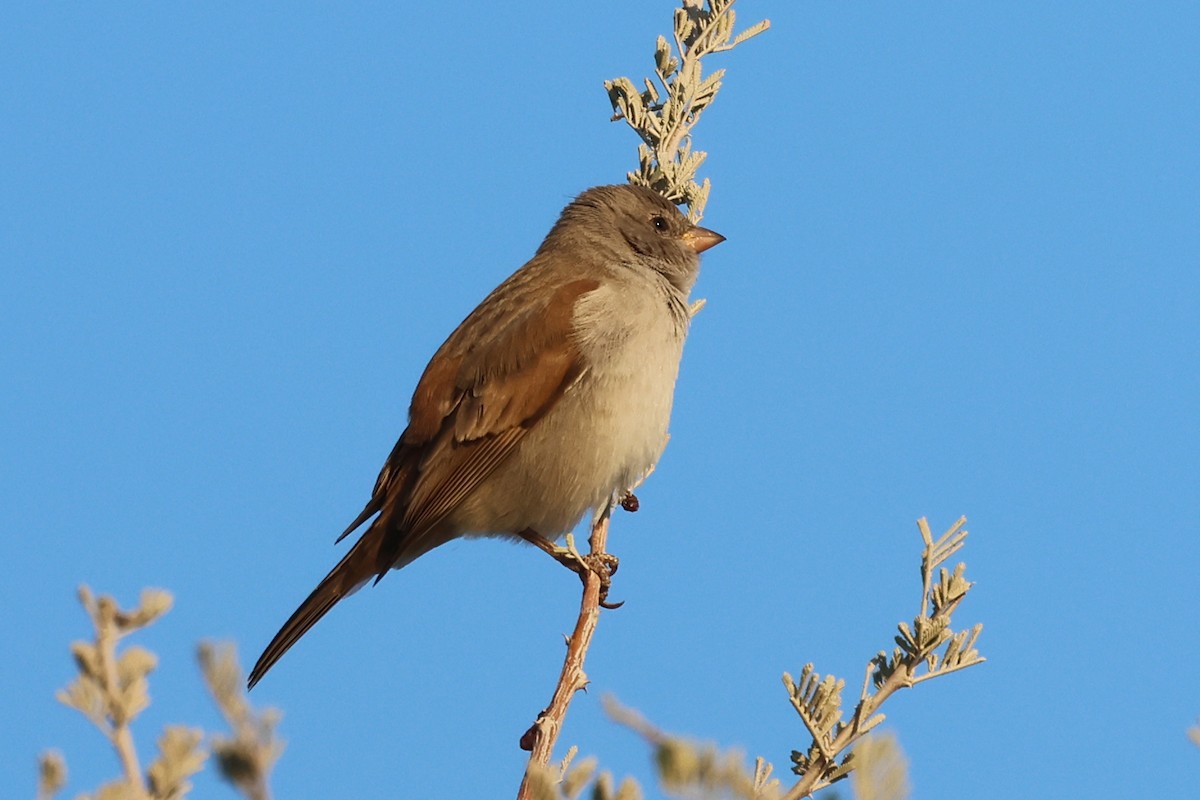 Southern Gray-headed Sparrow - ML620372320