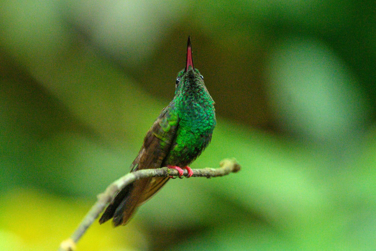 kolibřík křivozobý - ML620372321