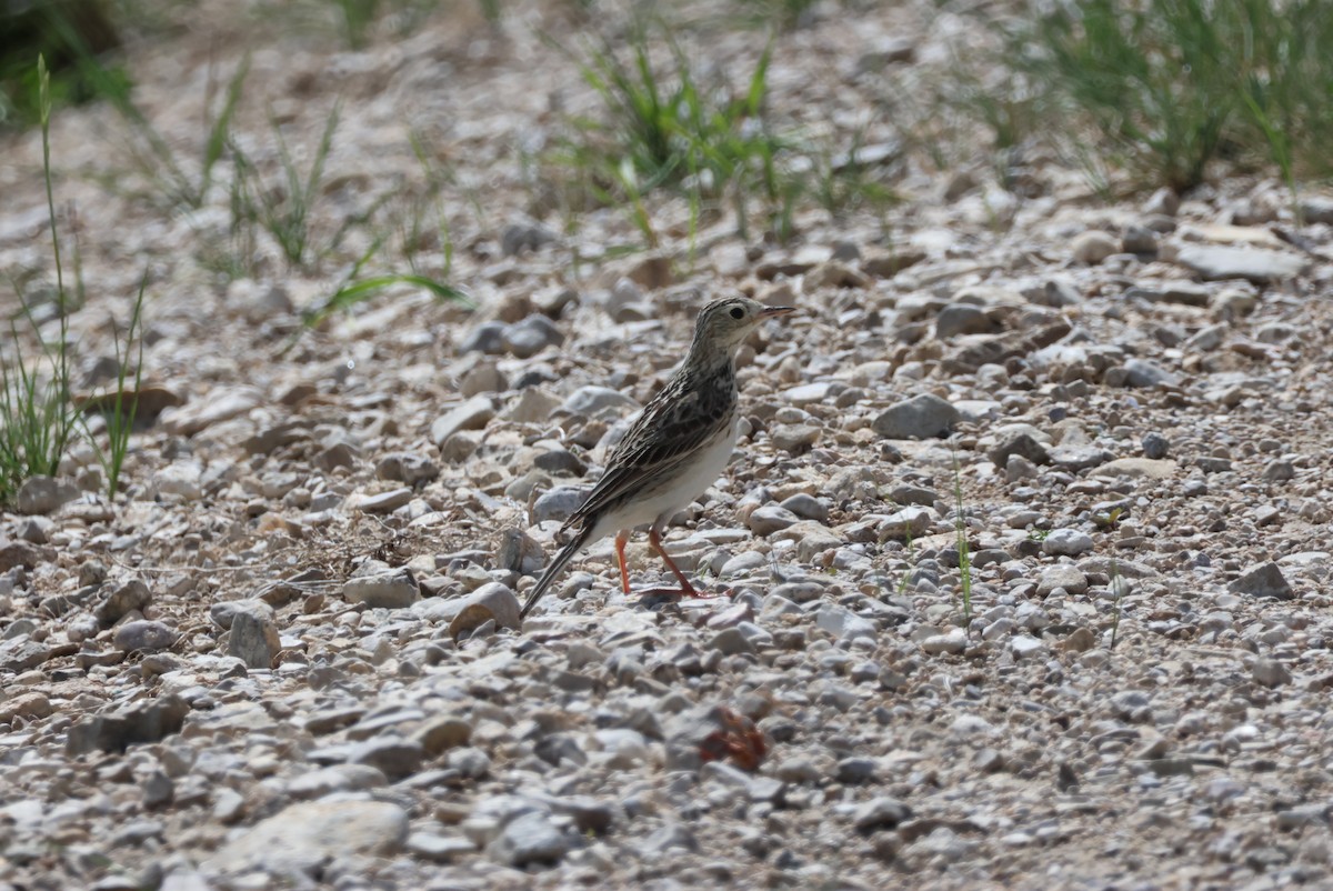 Sprague's Pipit - ML620372326