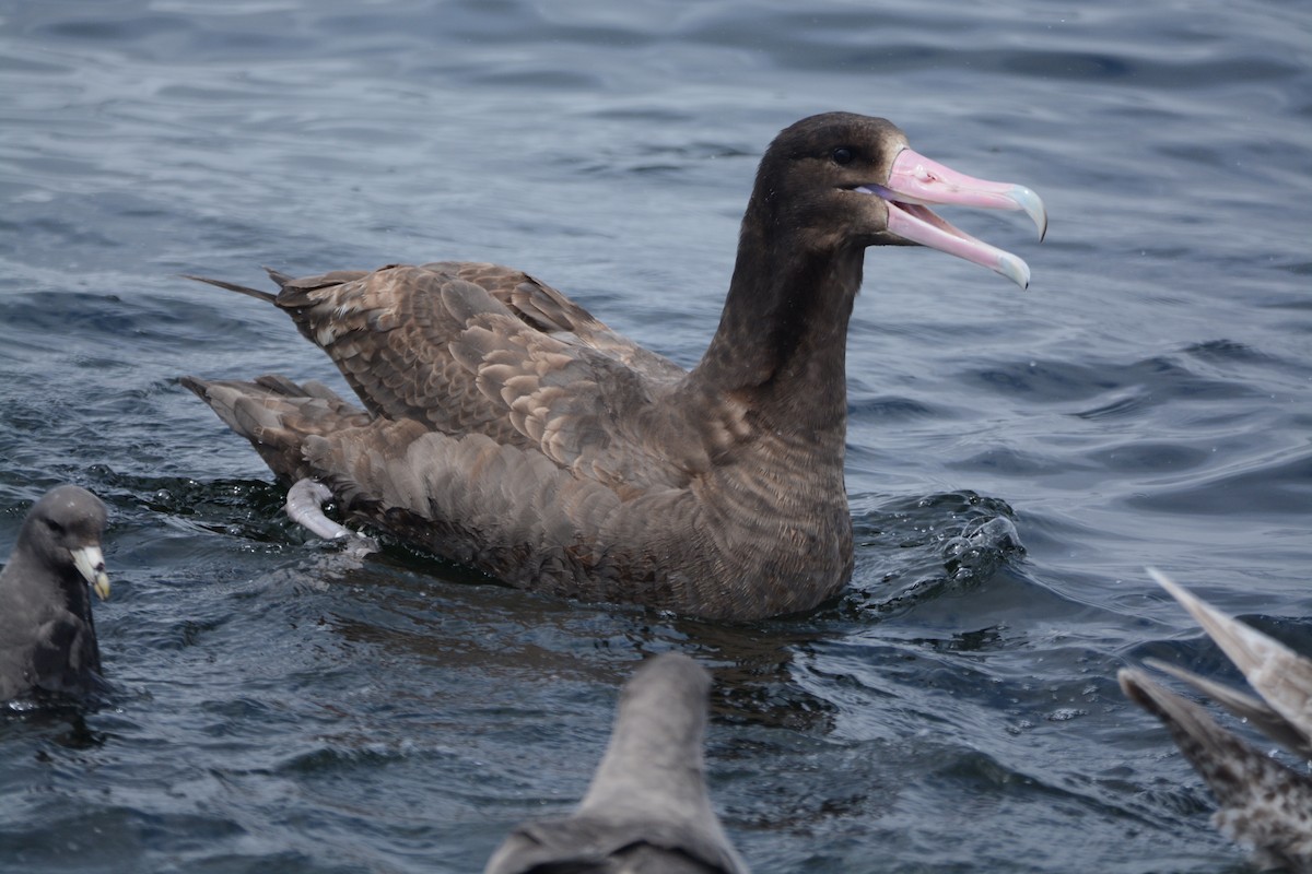 Short-tailed Albatross - ML620372338