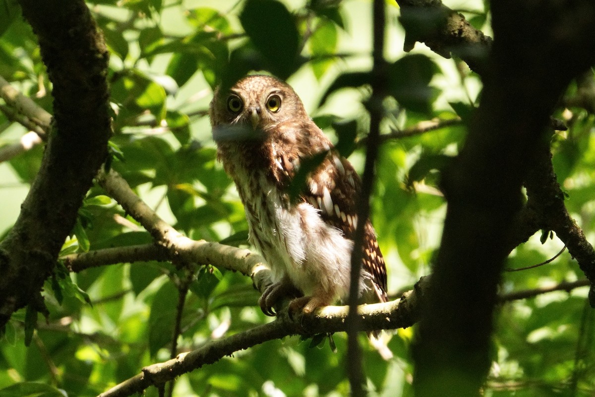 Asian Barred Owlet - ML620372344