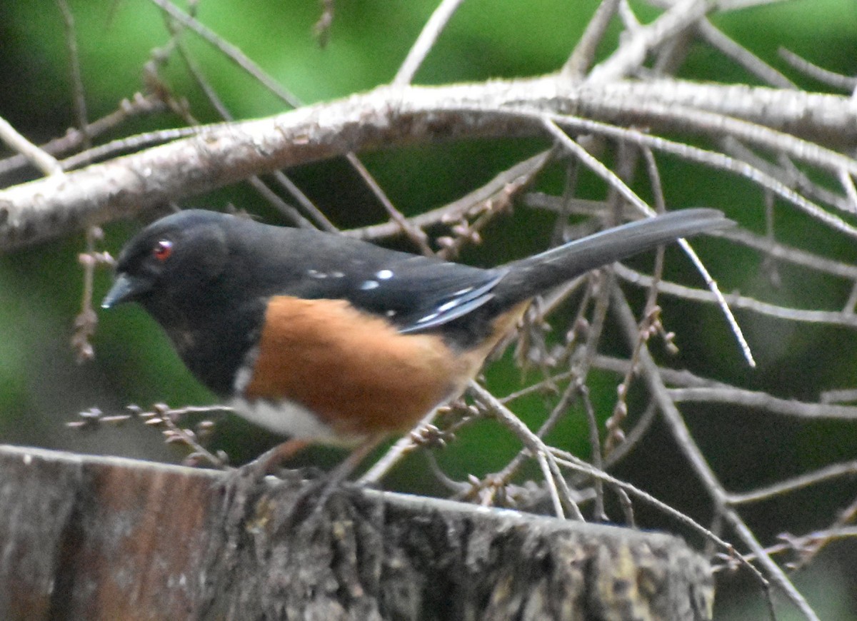 Spotted Towhee - ML620372347