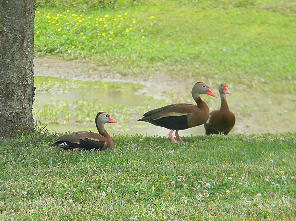 Black-bellied Whistling-Duck - ML620372359