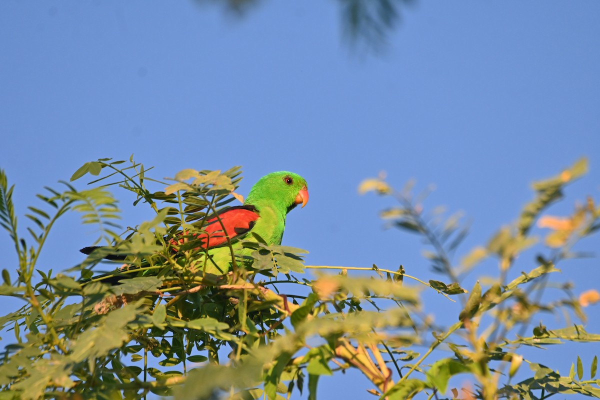 Red-winged Parrot - ML620372367