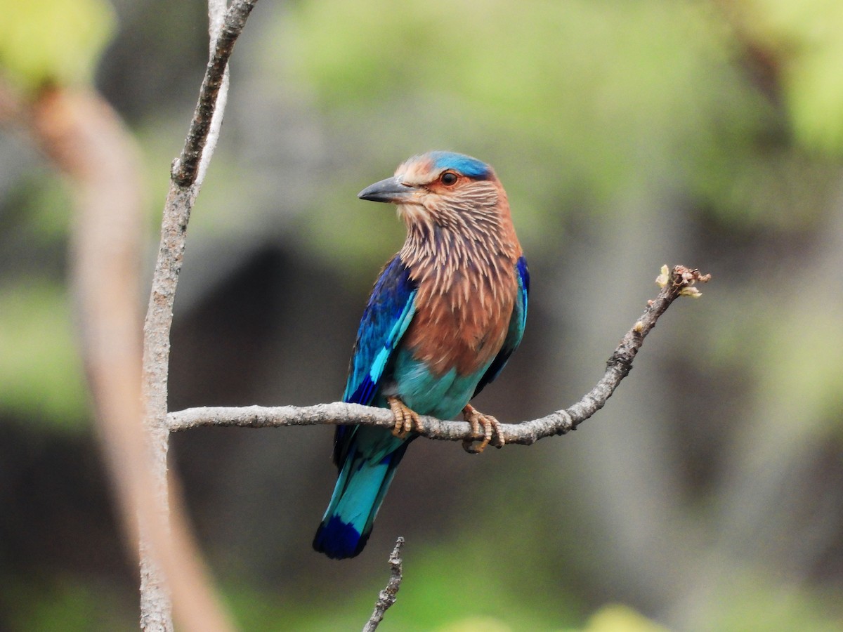 Indian Roller - ML620372368