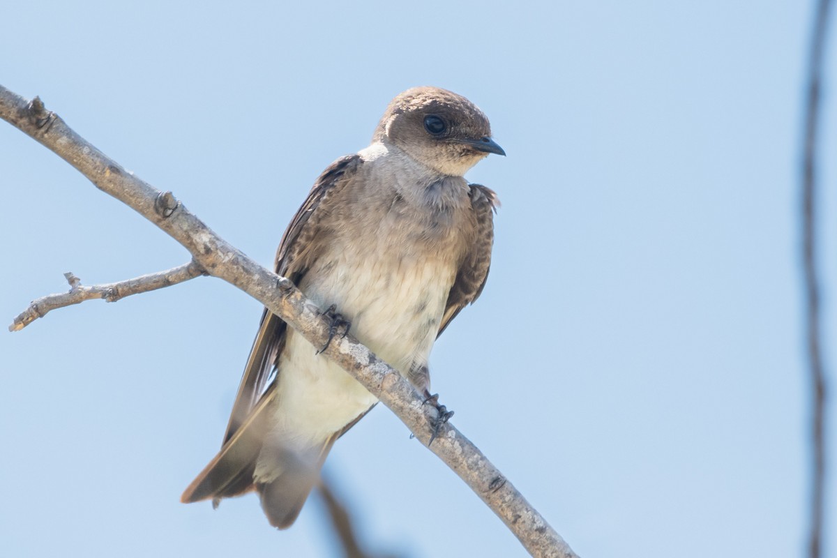 Northern Rough-winged Swallow - ML620372372
