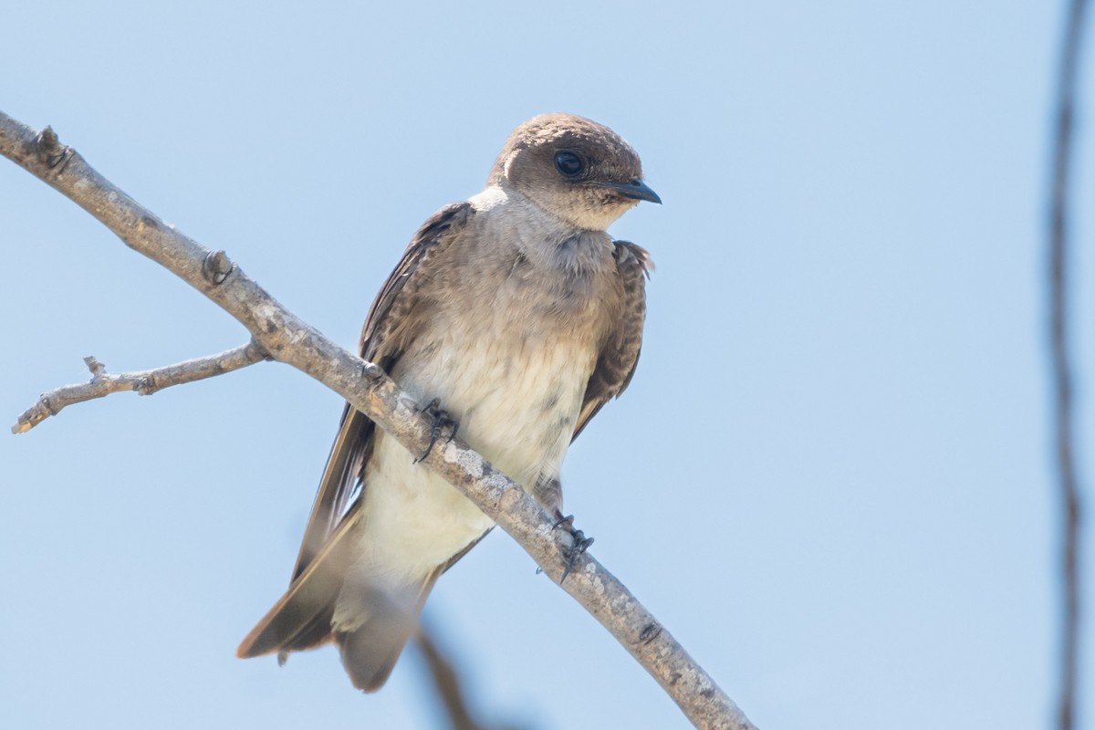 Hirondelle à ailes hérissées - ML620372372