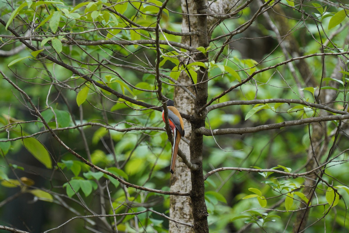 trogon indický - ML620372381