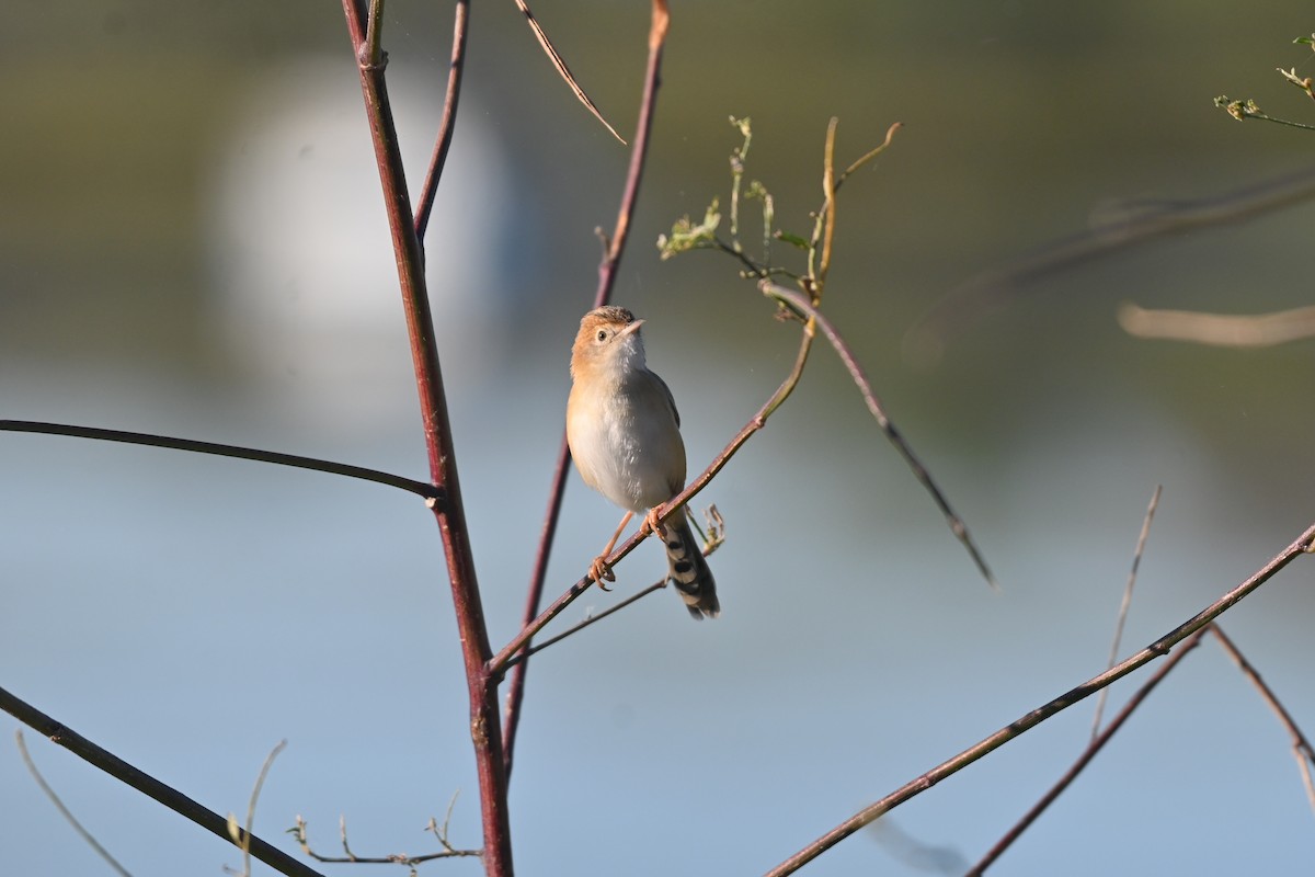 Cisticole à couronne dorée - ML620372390