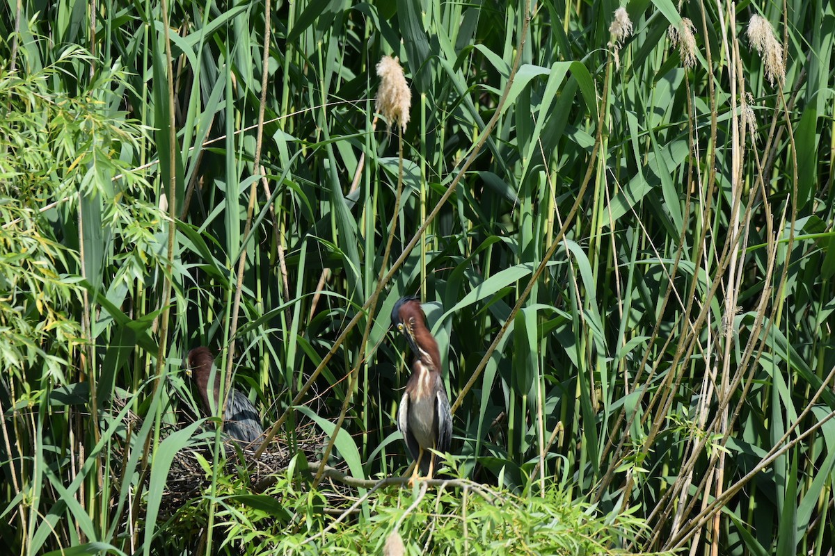 Green Heron - ML620372391