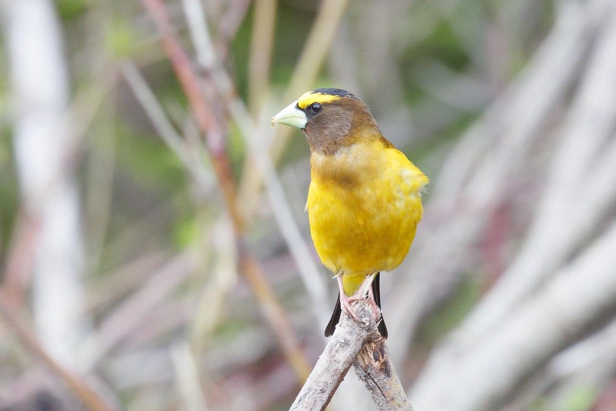 Evening Grosbeak - ML620372404