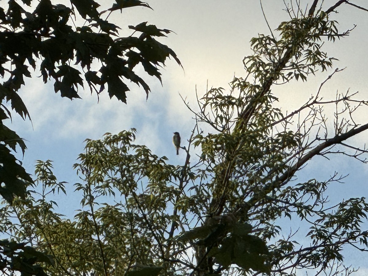 Olive-sided Flycatcher - ML620372410