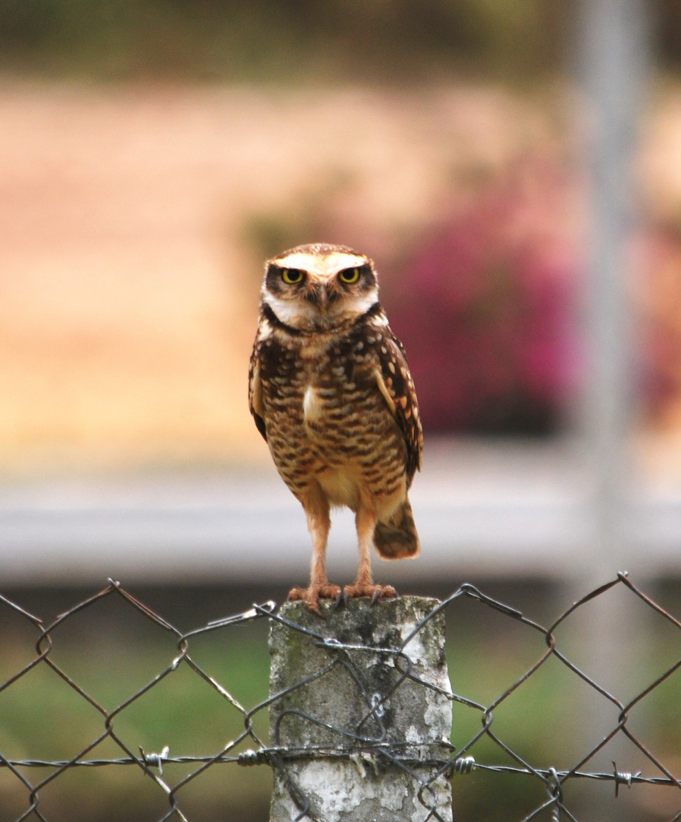 Burrowing Owl - ML620372419