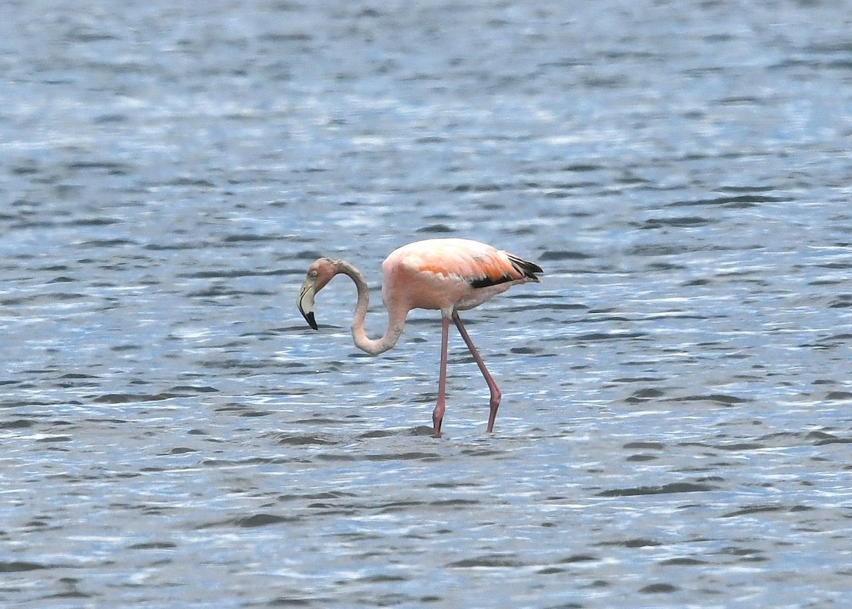 פלמינגו אמריקני - ML620372438