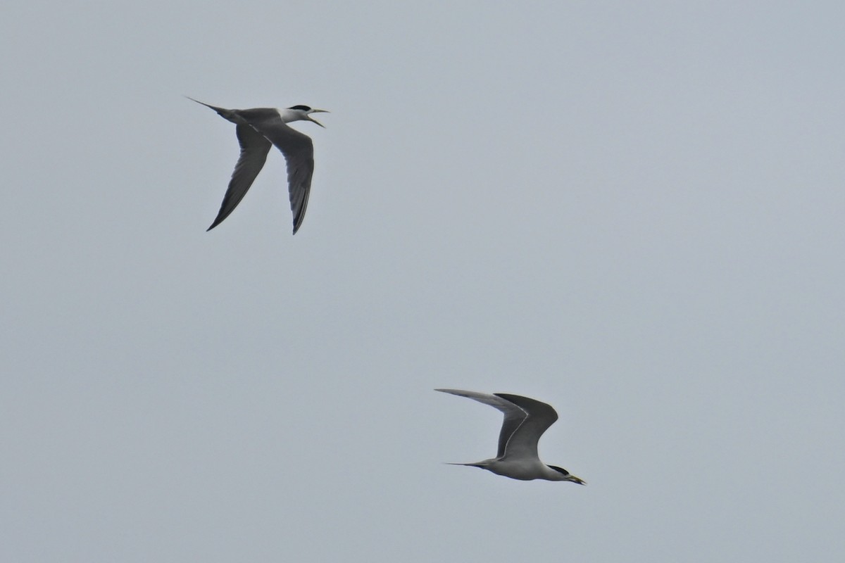 Great Crested Tern - ML620372454