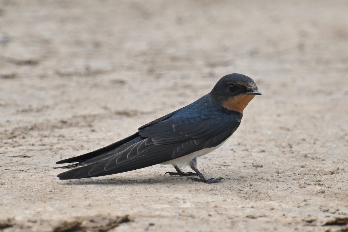 Barn Swallow (Buff-bellied) - ML620372458