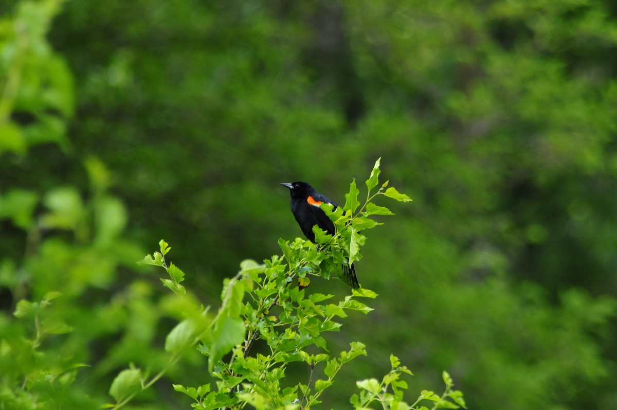 Red-winged Blackbird - ML620372462
