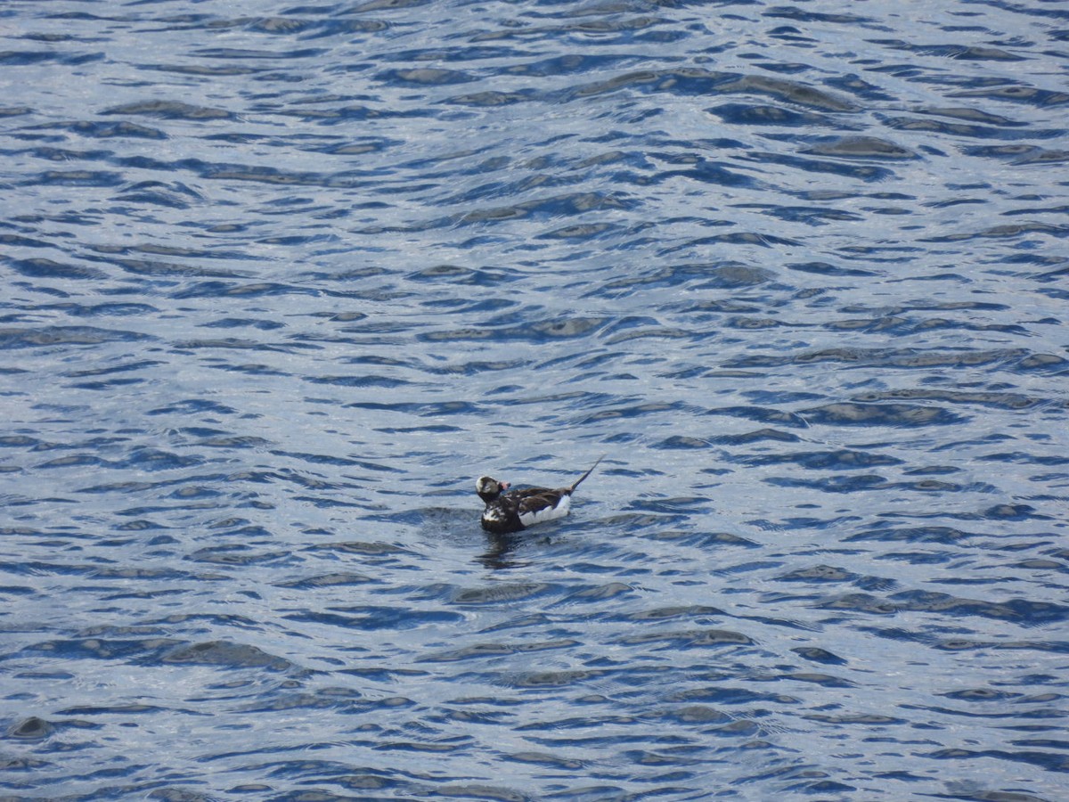 Long-tailed Duck - ML620372468