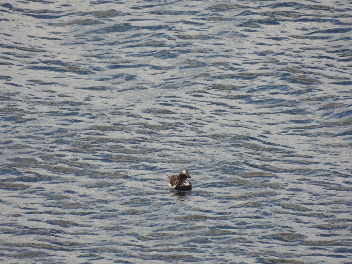 Long-tailed Duck - ML620372469