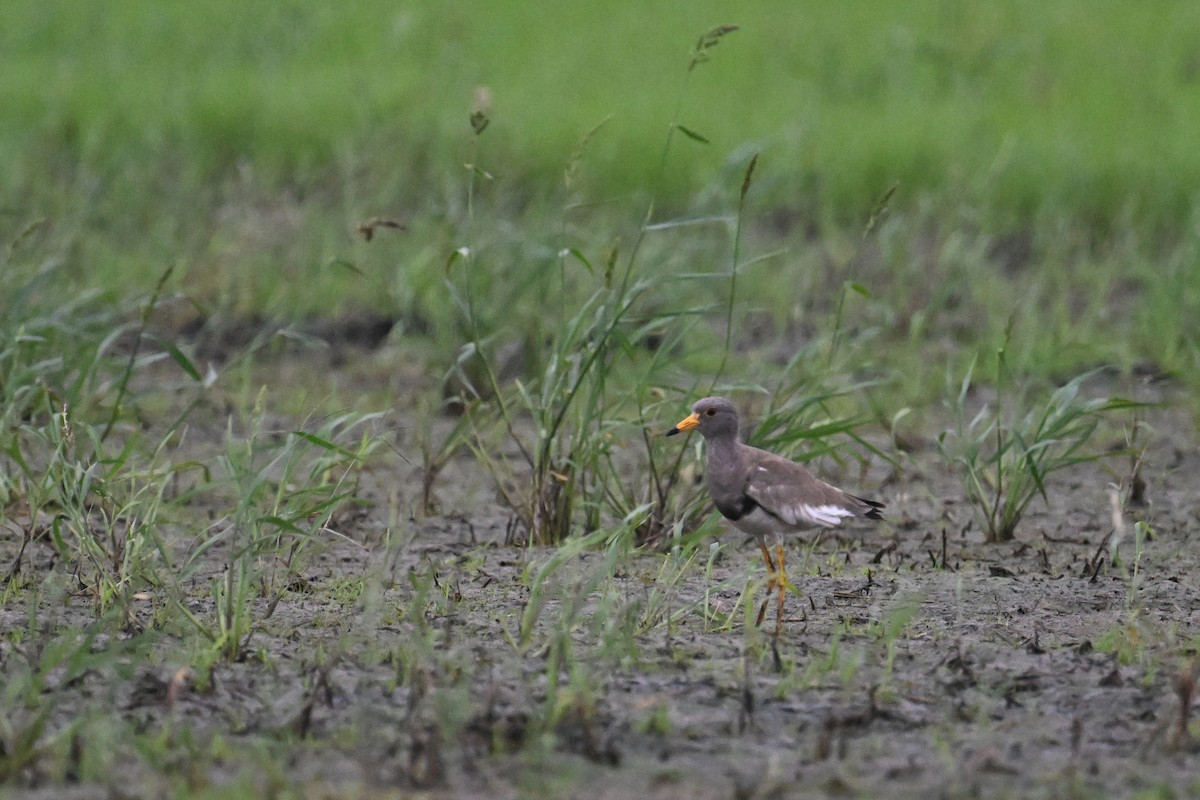 Gray-headed Lapwing - ML620372471