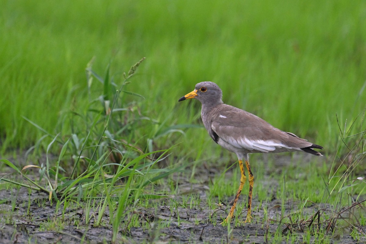 Gray-headed Lapwing - ML620372472