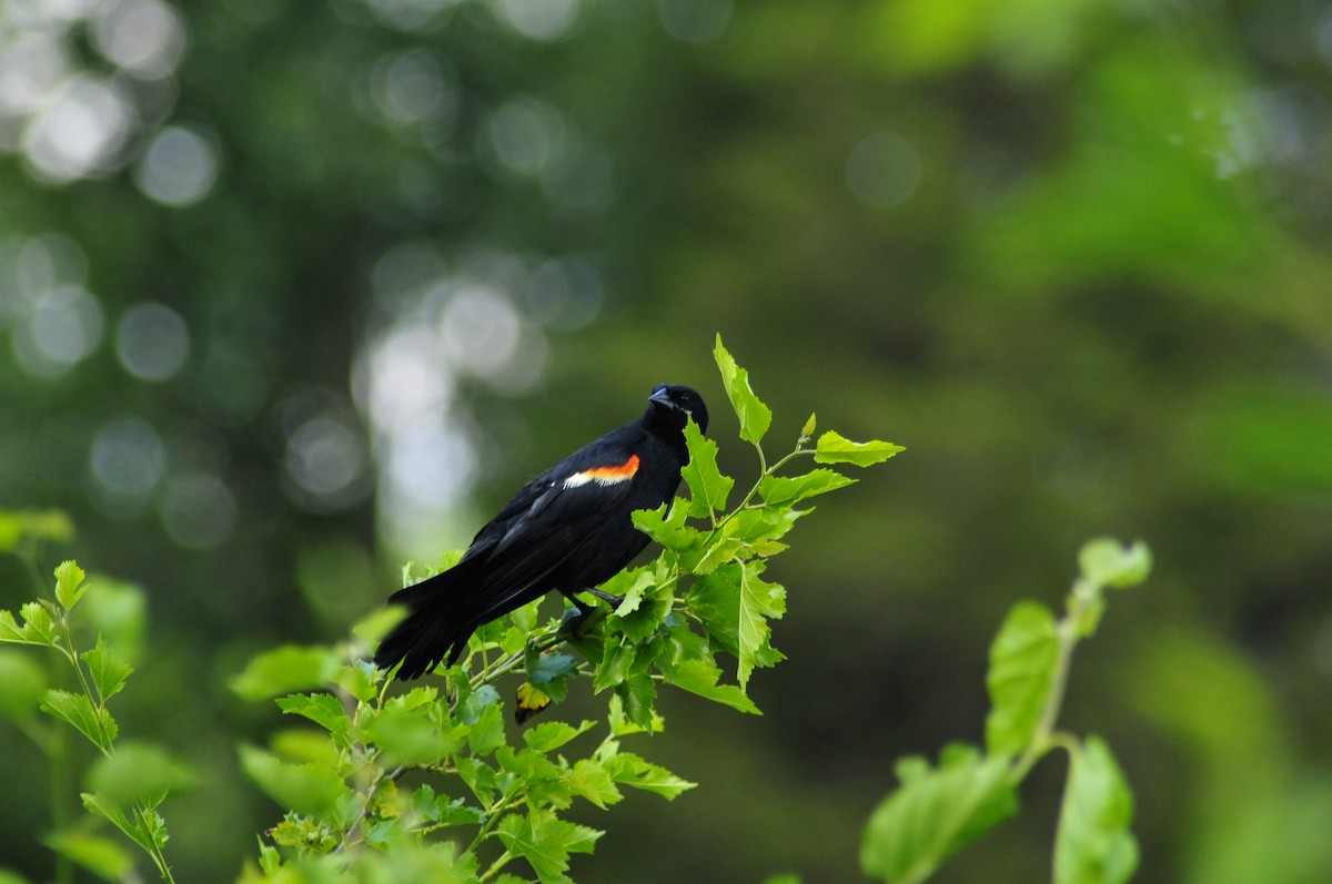 Red-winged Blackbird - ML620372477