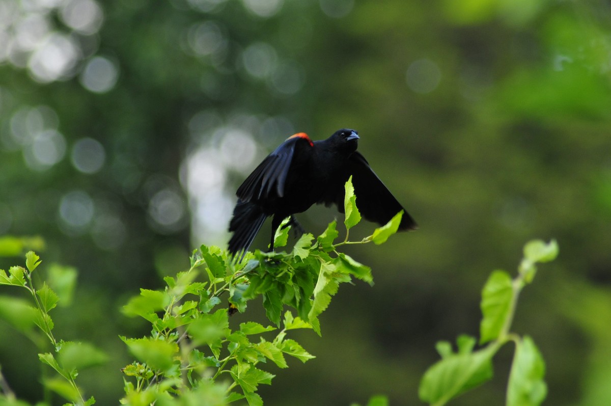 Red-winged Blackbird - ML620372481