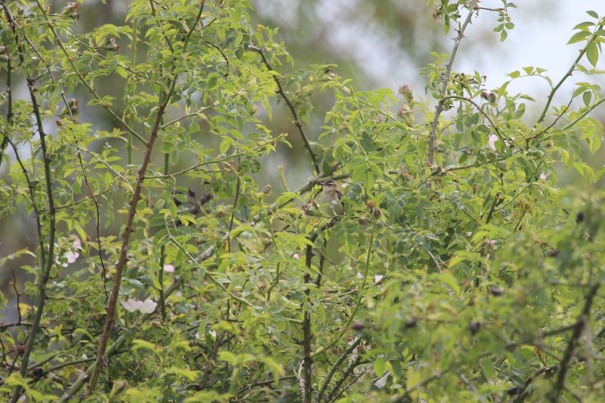 Sedge Warbler - ML620372483