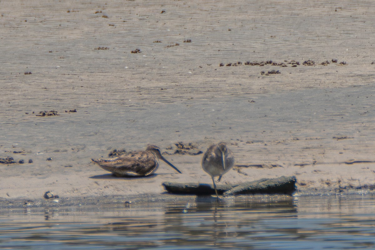 Short-billed/Long-billed Dowitcher - ML620372487