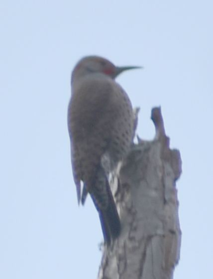 Northern Flicker (Yellow-shafted x Red-shafted) - ML620372494
