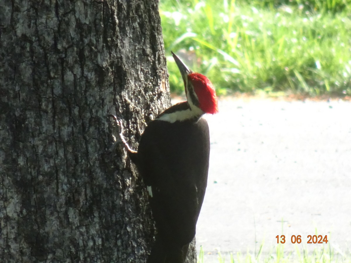 Pileated Woodpecker - ML620372498