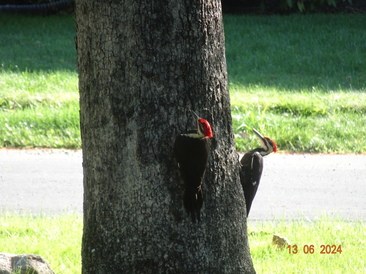 Pileated Woodpecker - ML620372499