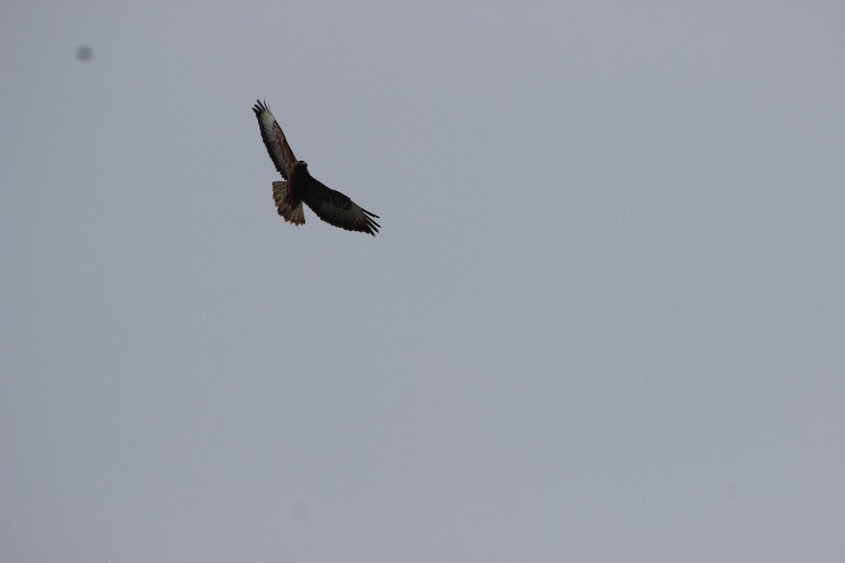 Common Buzzard - ML620372502