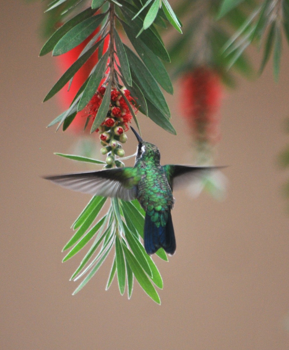 kolibřík lesklobřichý - ML620372513
