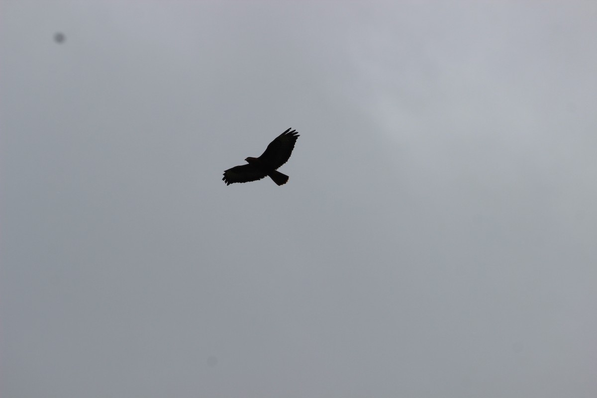 Common Buzzard - ML620372523