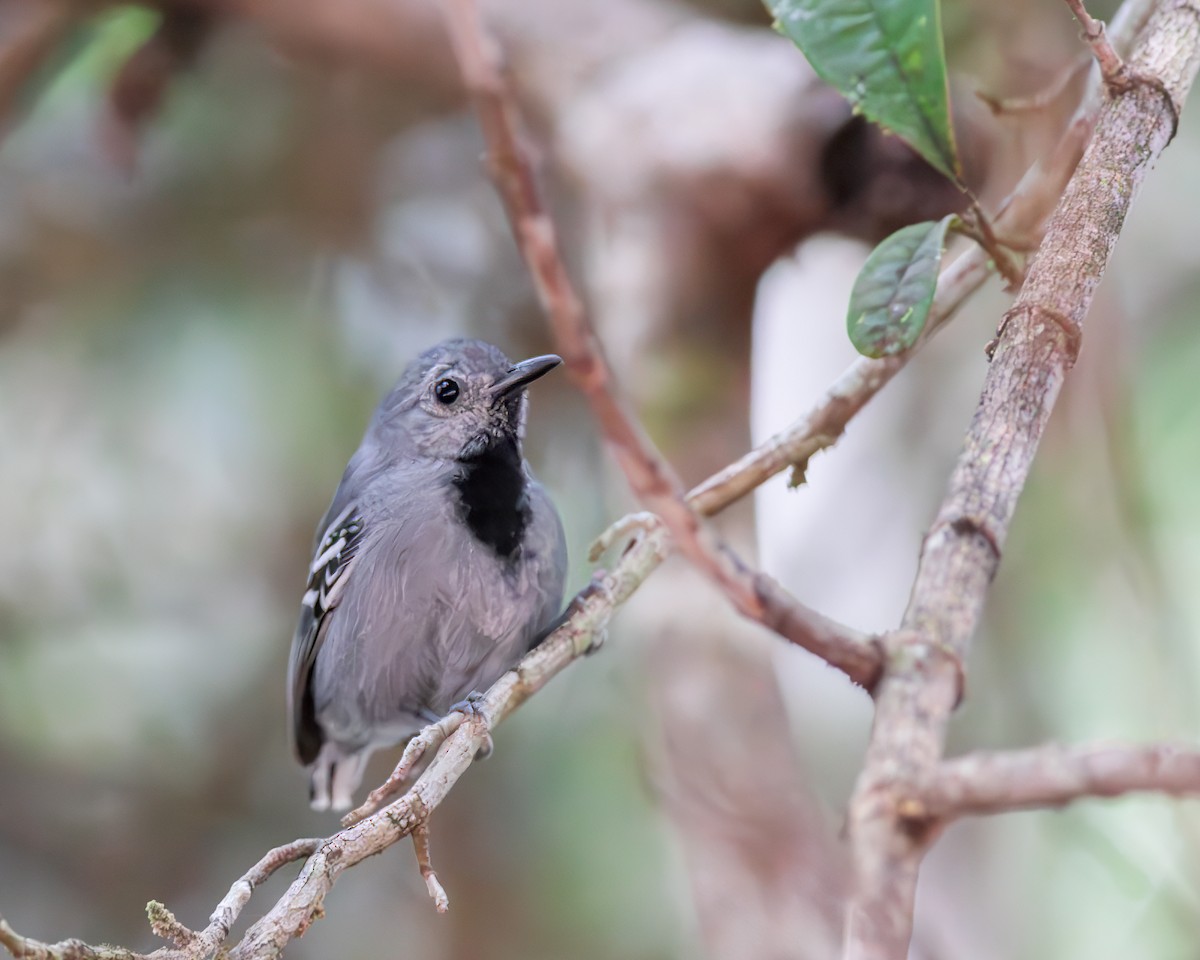 Band-tailed Antwren - ML620372526
