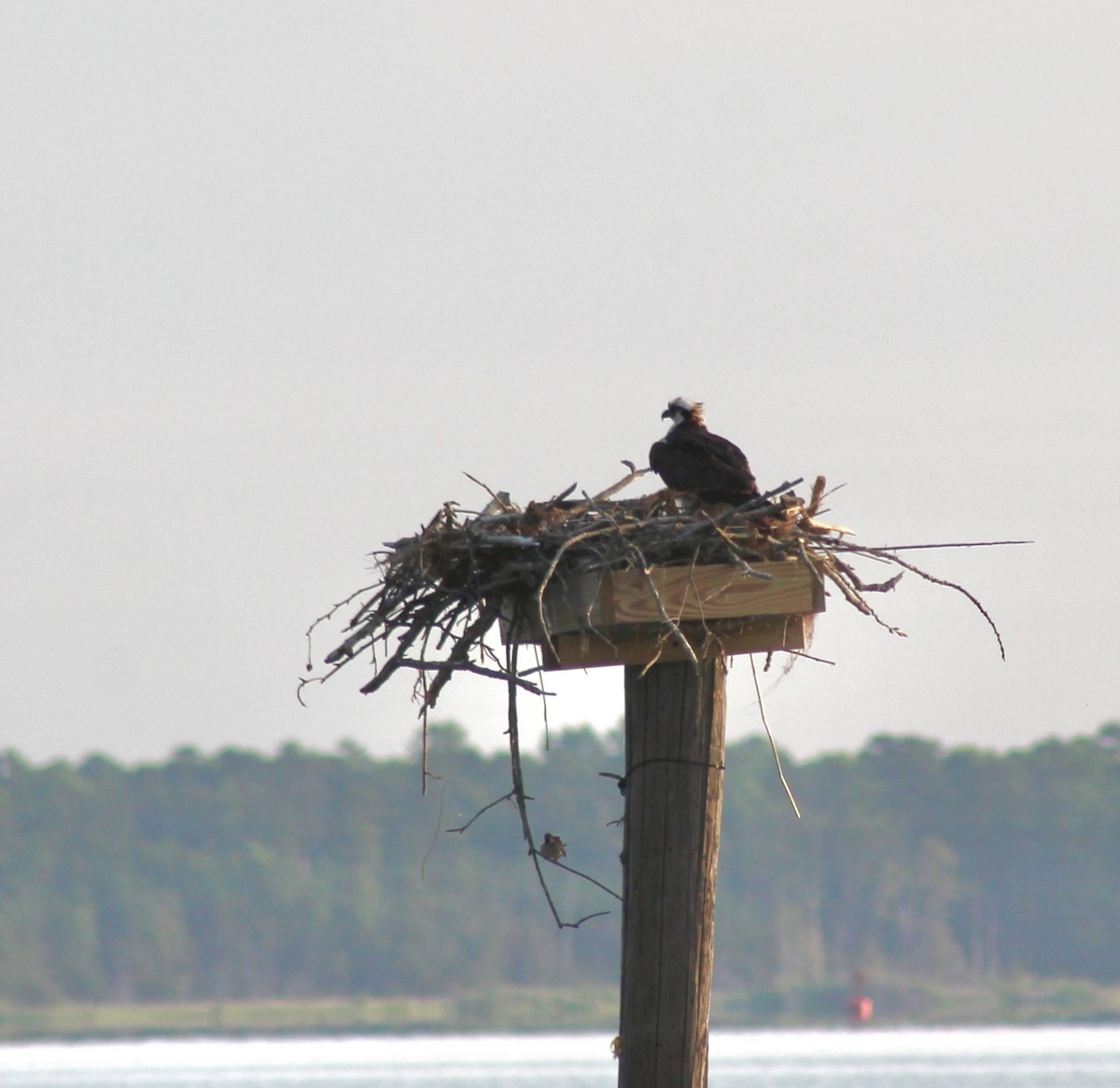 Osprey - ML620372532