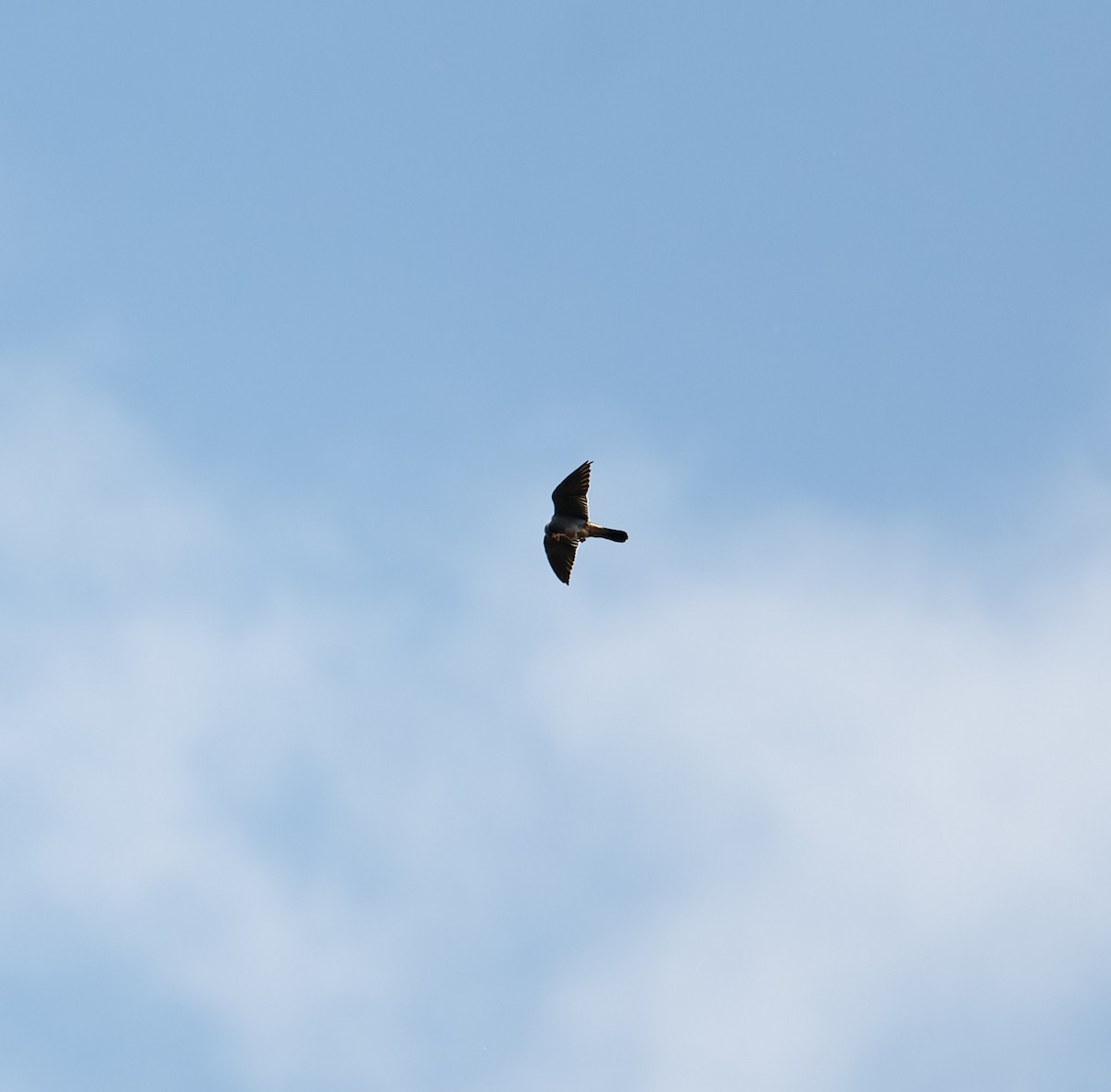 Red-footed Falcon - ML620372543