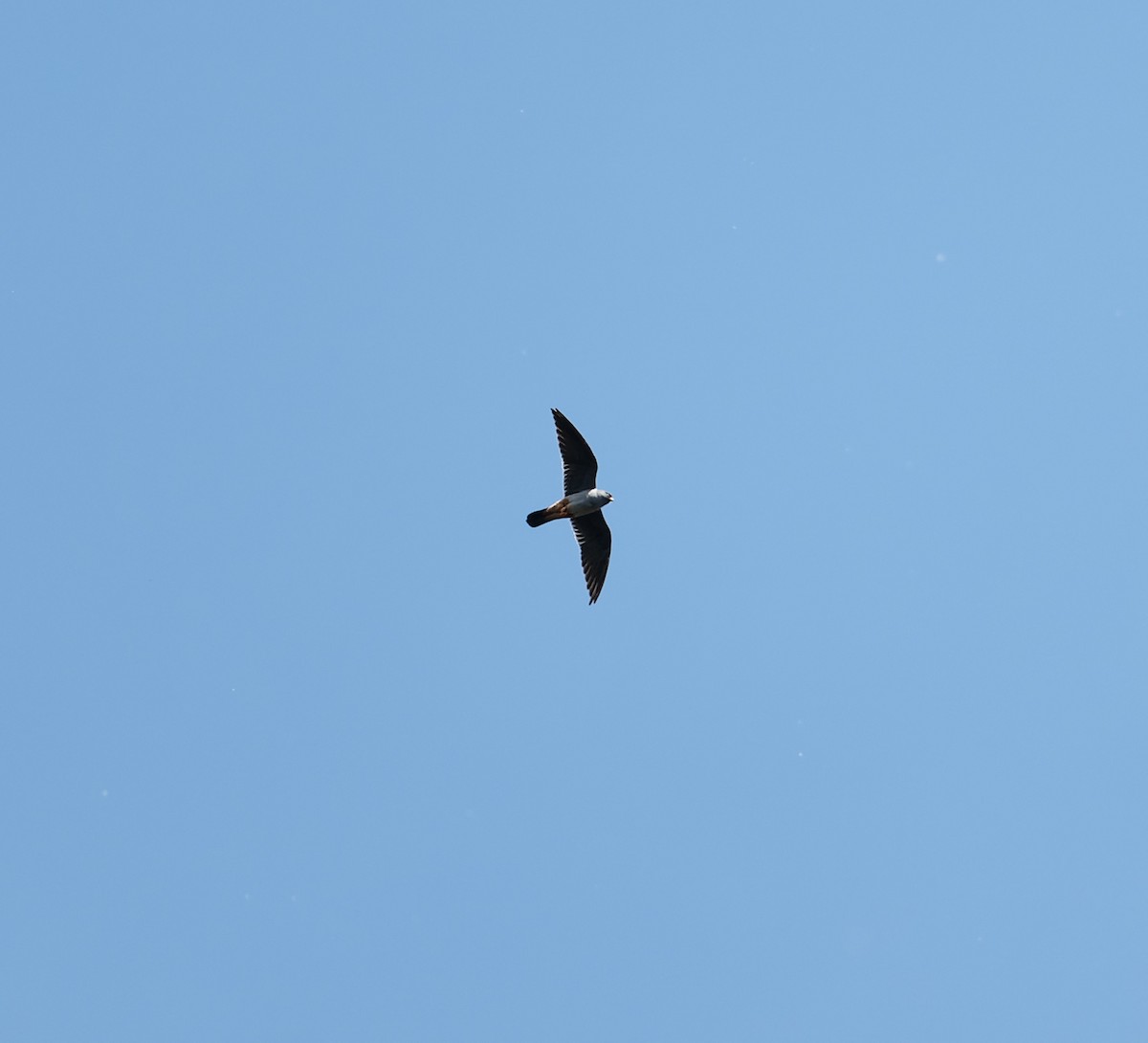 Red-footed Falcon - ML620372545