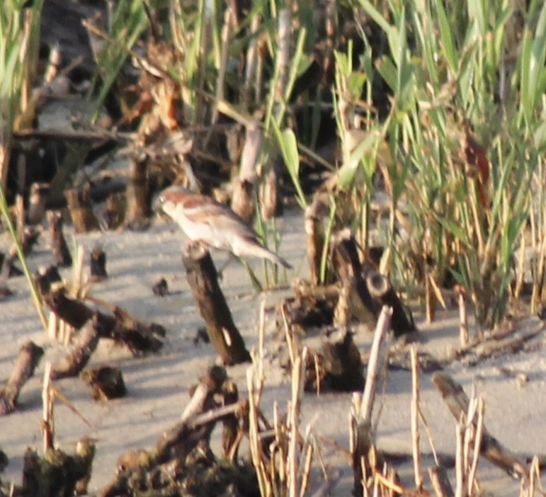 House Sparrow - ML620372548