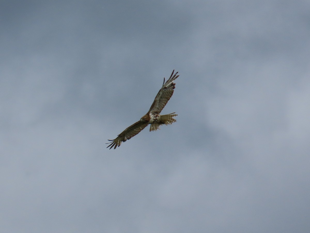 Red-tailed Hawk - ML620372551