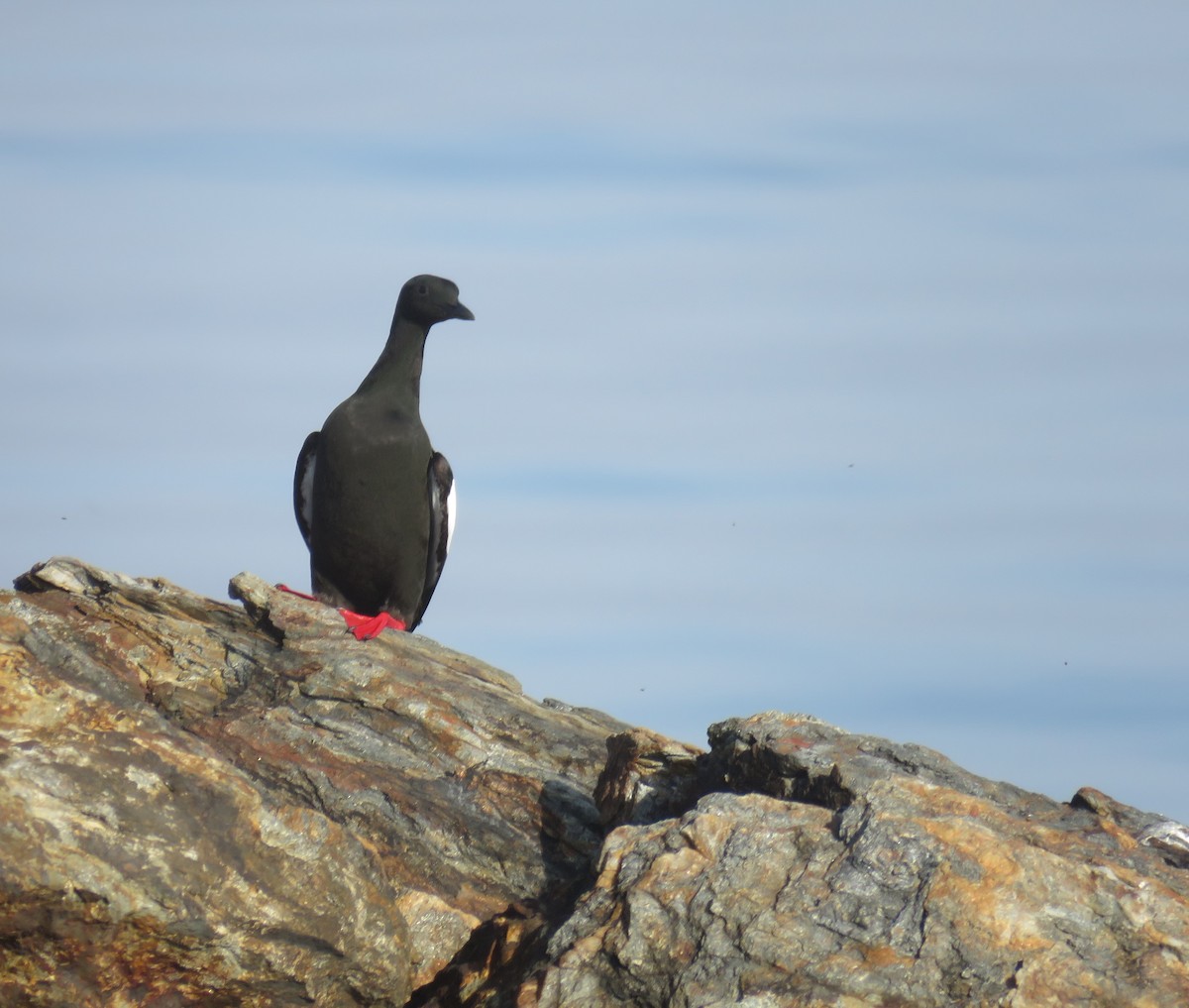 Black Guillemot - ML620372552