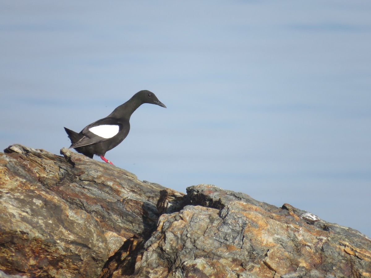 Black Guillemot - ML620372555