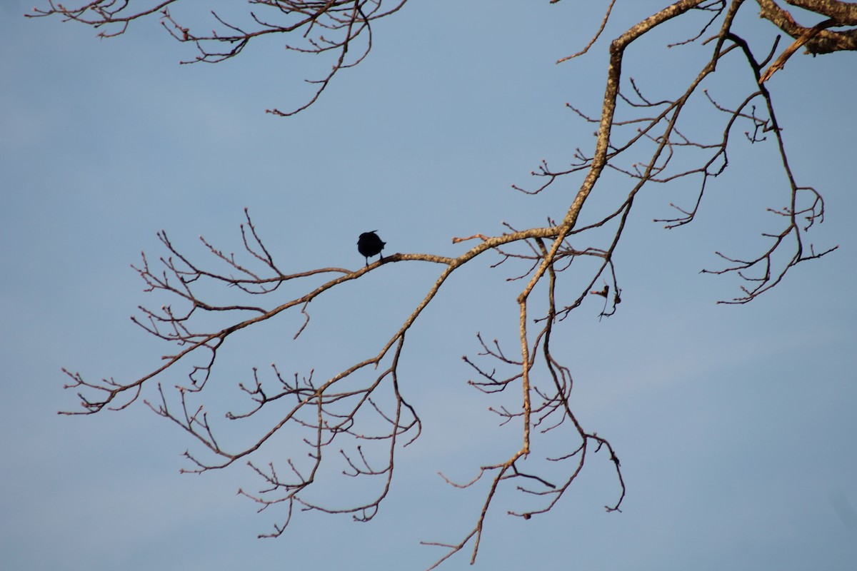 Common Grackle - ML620372557