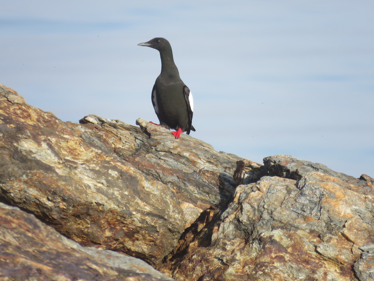 Black Guillemot - ML620372558