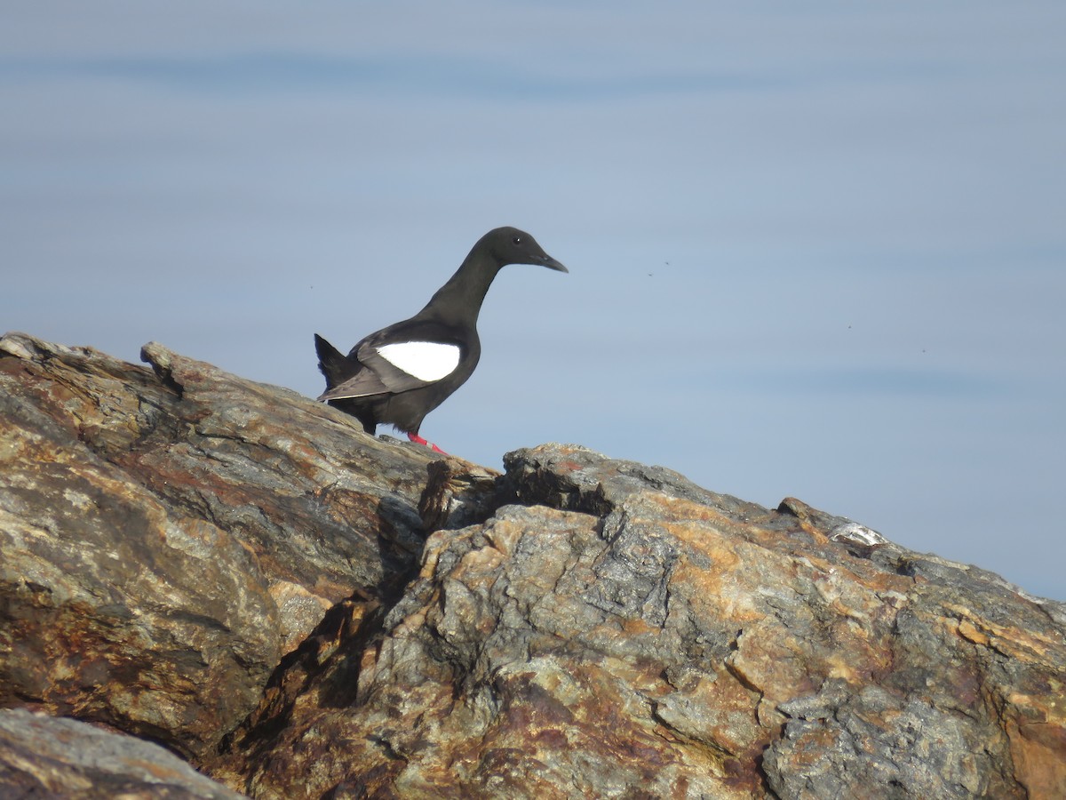 Black Guillemot - ML620372559