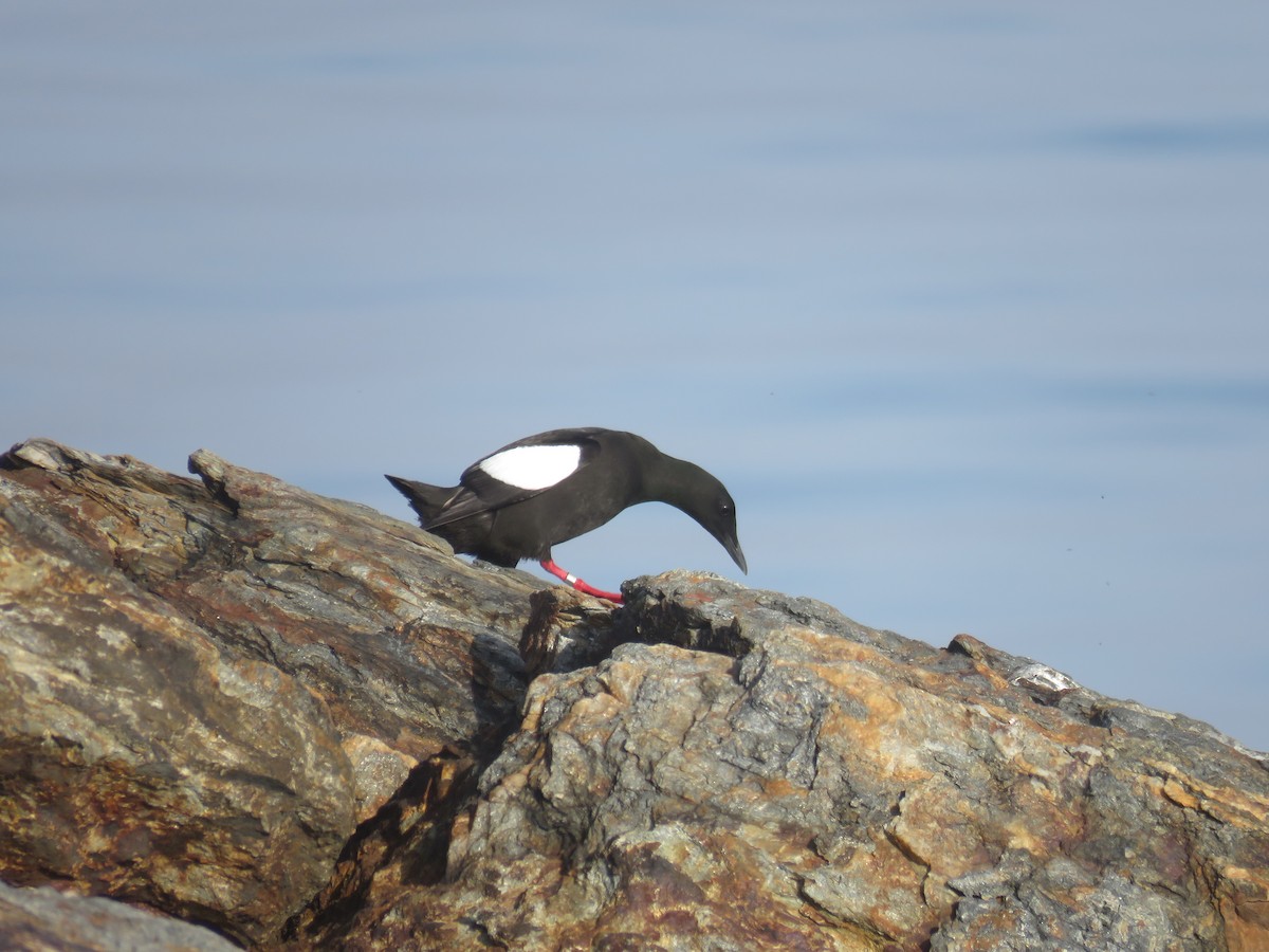 Black Guillemot - ML620372560